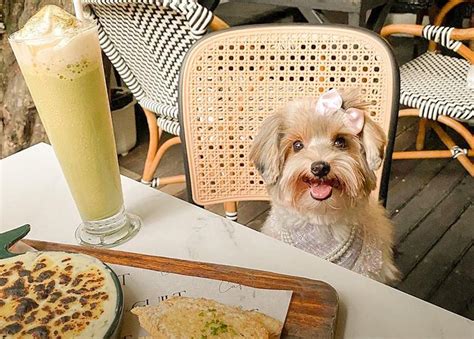 Dog cafe near me - Jul 1, 2023 · Recommended for: Great ambience and service, dog-friendly restaurant. Escobar Location: 20 Cross Street #01-23/24 China Square, Singapore 048422 Food: Western, alcohol. Price: $$ Call: 9829 0143 Recommended for: Great ambience and service, dog-friendly restaurant. Nylon Coffee Roasters Location: 4 Everton Park, #01-40, Singapore 080004 Food ... 